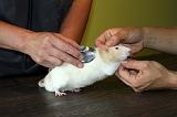 VETERINAIRE NAC 007